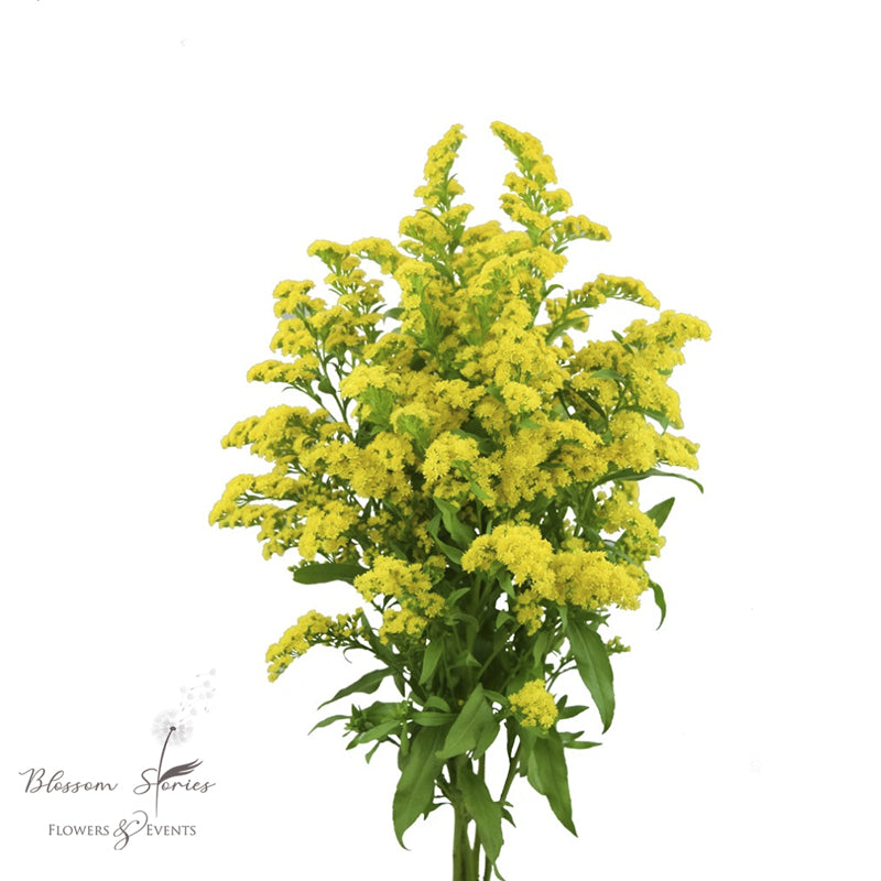 Solidago